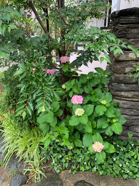 紫陽花の季節です。　庭にも咲き誇っています！